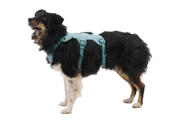 Web Master™ Dog Harness with Handle