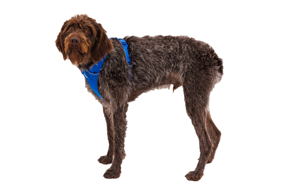 Front Range® Harness