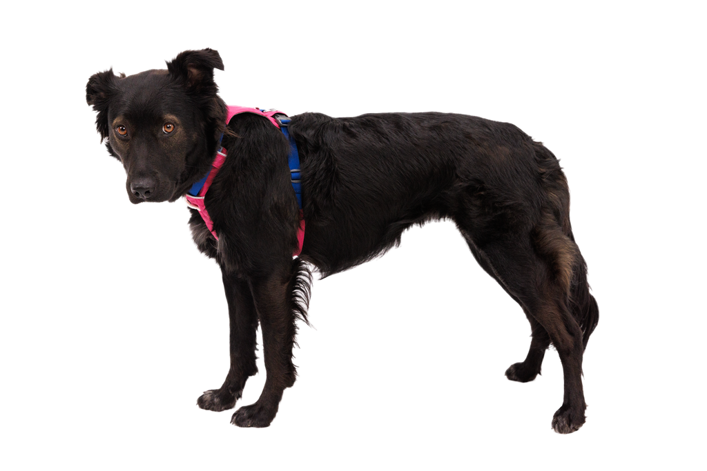 Hi & Light™ Lightweight Dog Harness