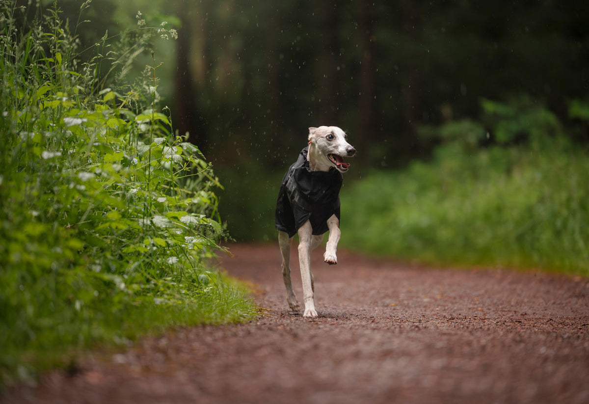 Trekking dog raincoat