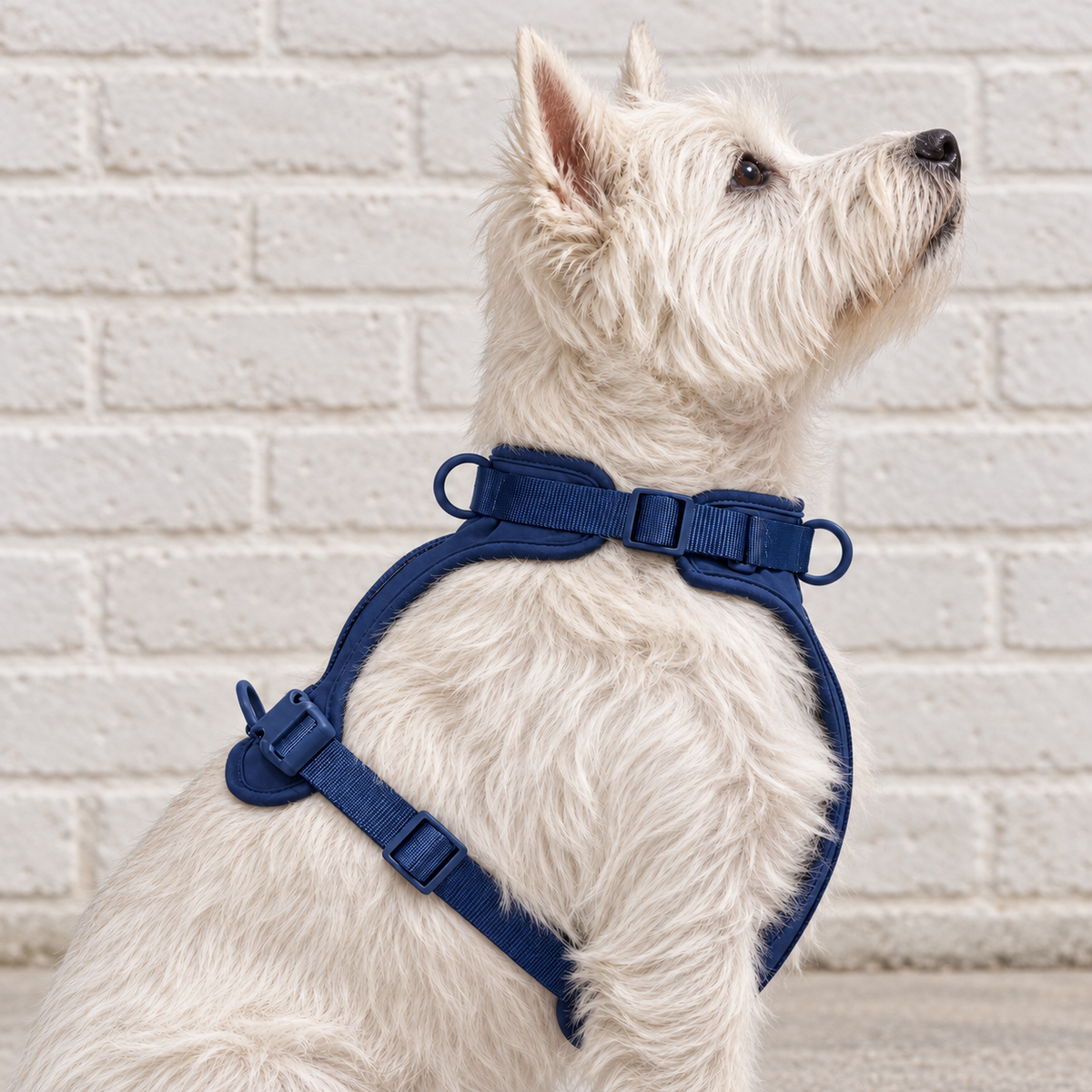 Everyday Comfort Harness